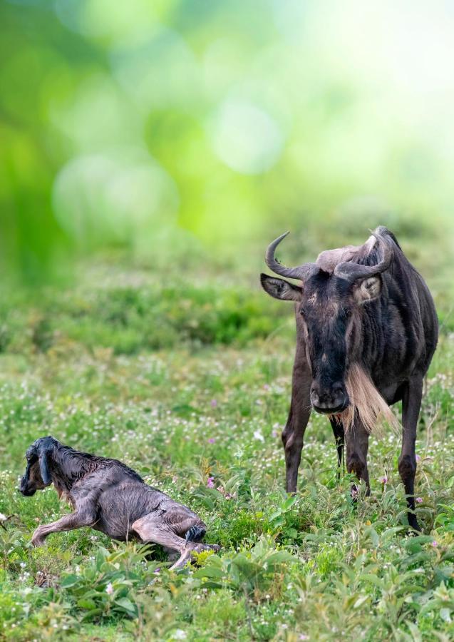 Africa Safari South Serengeti Ndutu Ngorongoro Sinoni Exteriér fotografie