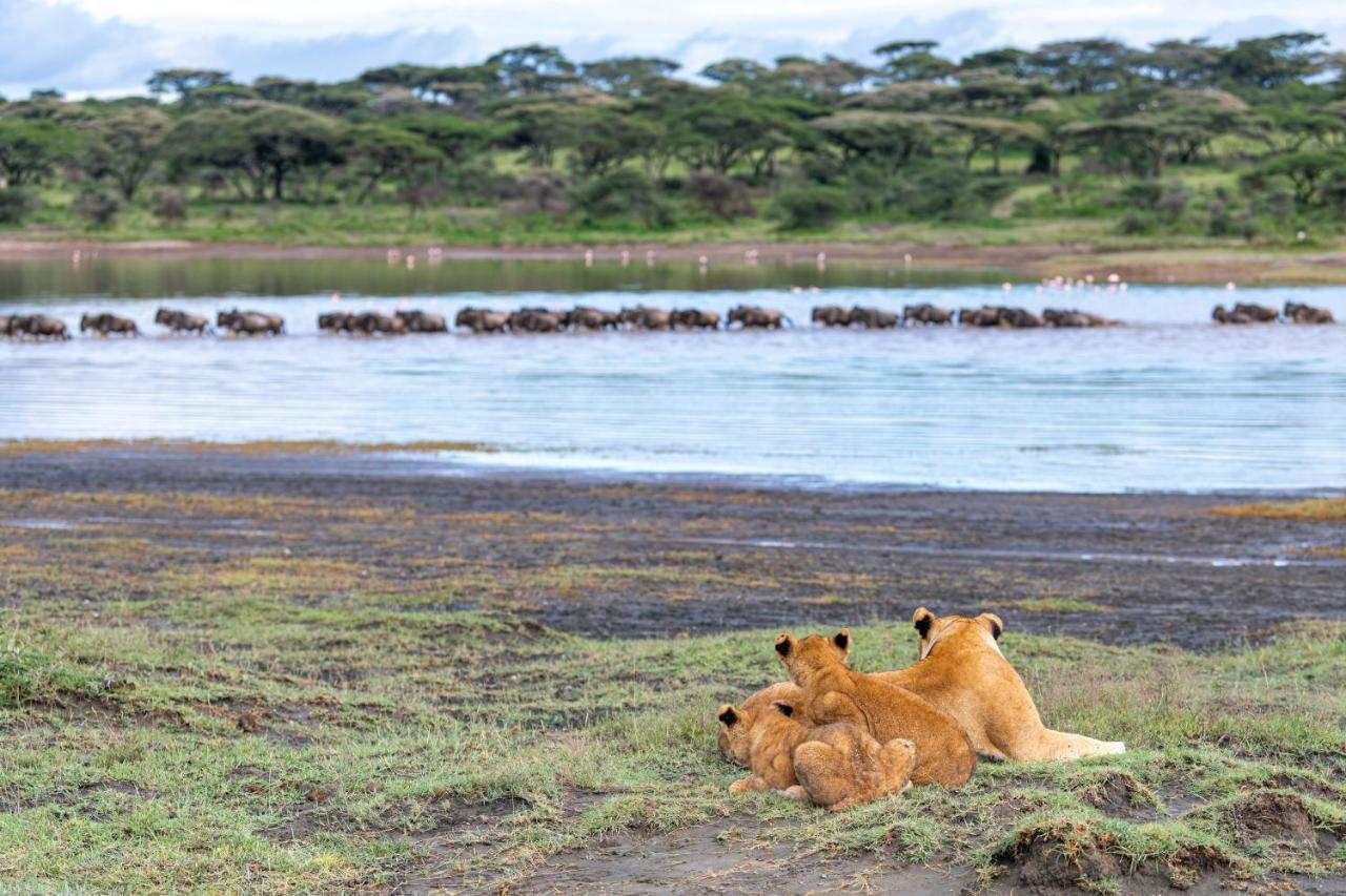 Africa Safari South Serengeti Ndutu Ngorongoro Sinoni Exteriér fotografie