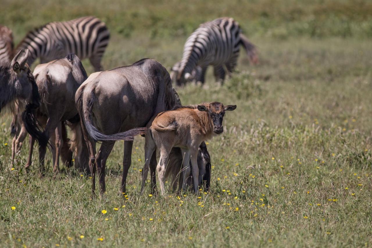 Africa Safari South Serengeti Ndutu Ngorongoro Sinoni Exteriér fotografie
