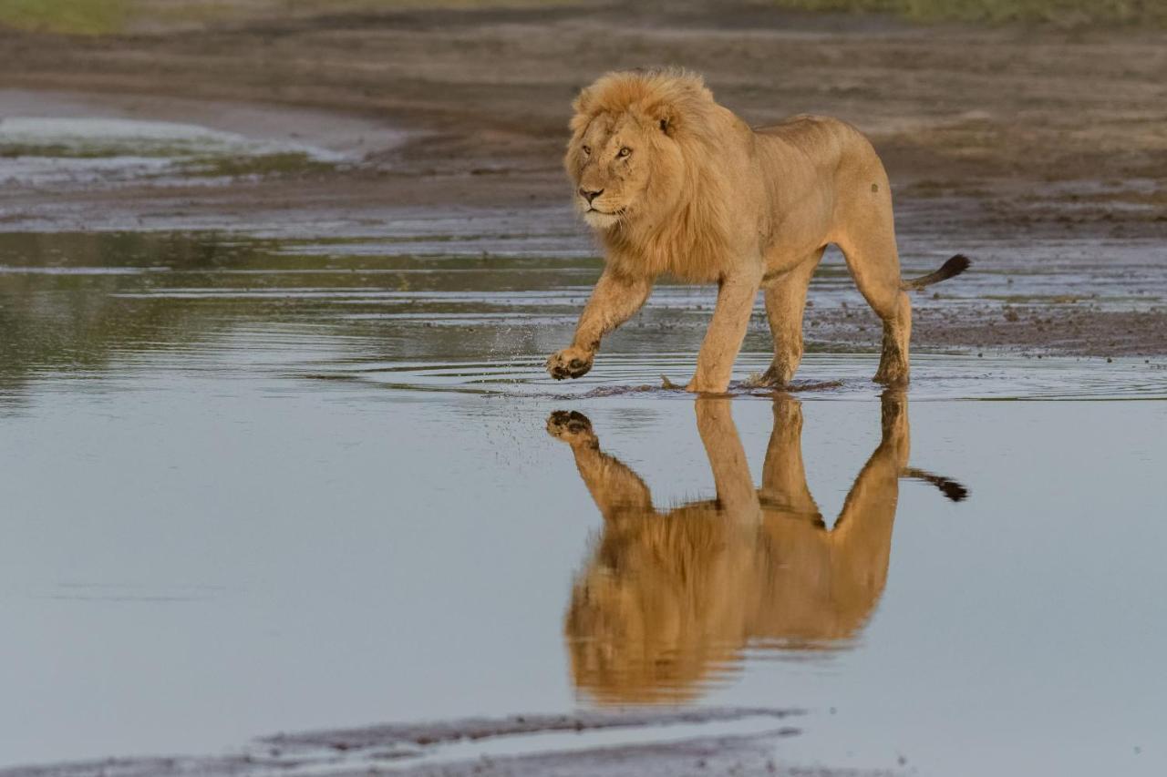 Africa Safari South Serengeti Ndutu Ngorongoro Sinoni Exteriér fotografie