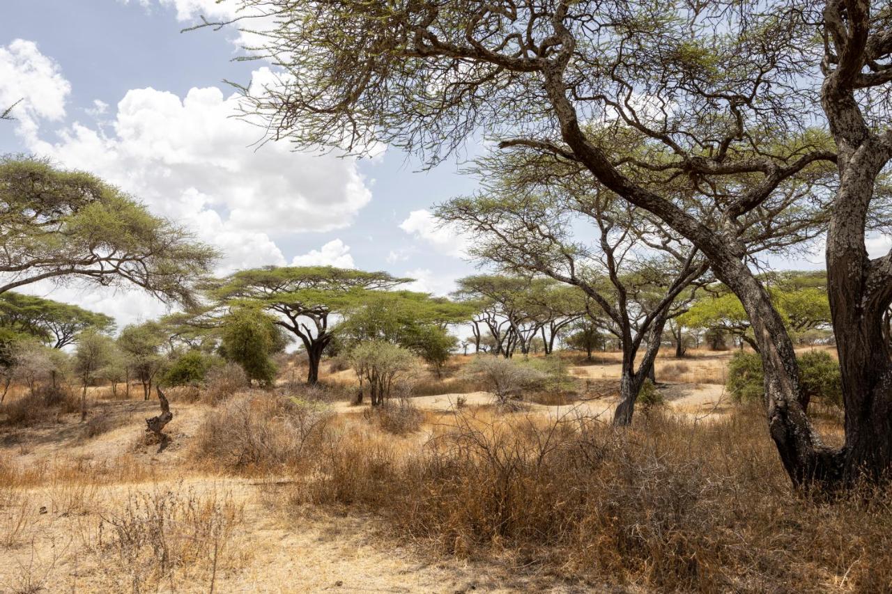 Africa Safari South Serengeti Ndutu Ngorongoro Sinoni Exteriér fotografie